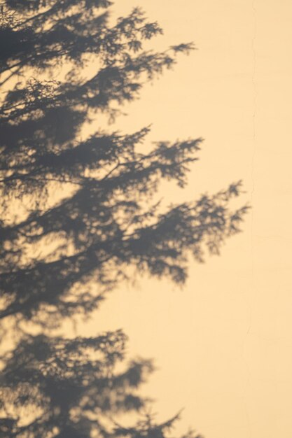 Photo the shadow of a fir tree on the wall in the light of the setting sun