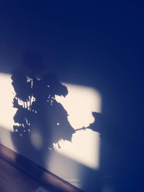 Photo shadow of flower pot on wall at home