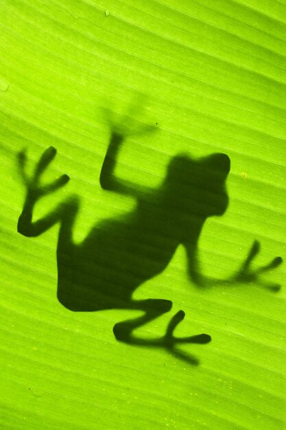 Photo shadow of frog on leaf