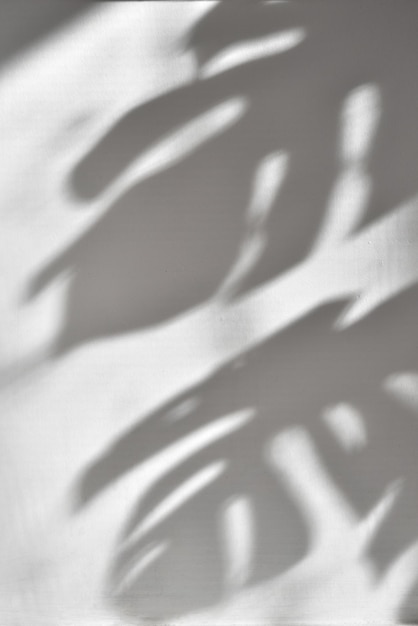 Shadow from monstera leaves on a white wall