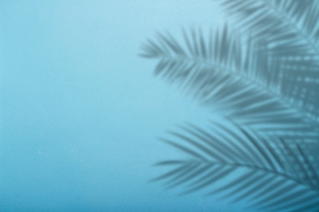 Фото Тень от пальмовых листьев на фоне голубой стены. синий фон, картон. абстрактное изображение