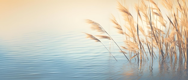 Shadow from reed grass on sunny water surface abstract