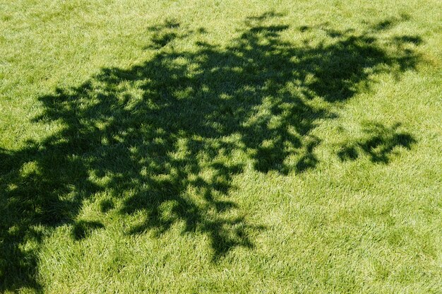 Foto ombra di erba in una giornata di sole