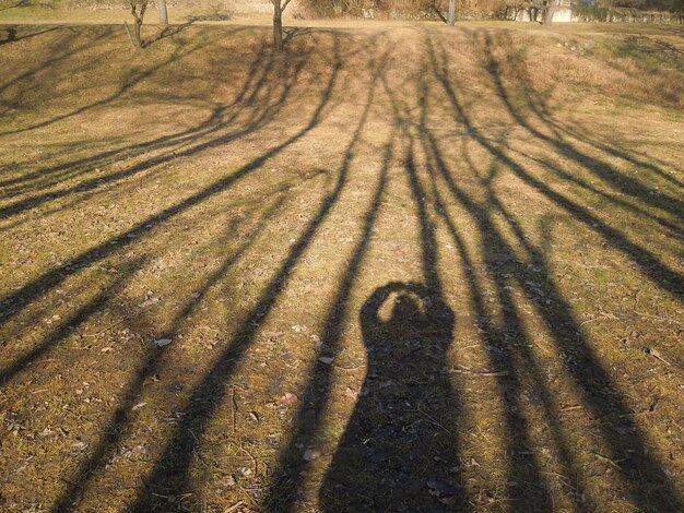 写真 森の影で 地面に