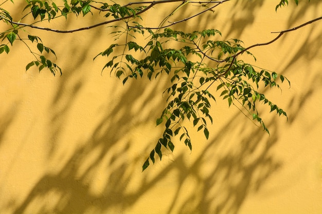 Shadow of a leaf and branch on the yellow concrete wall