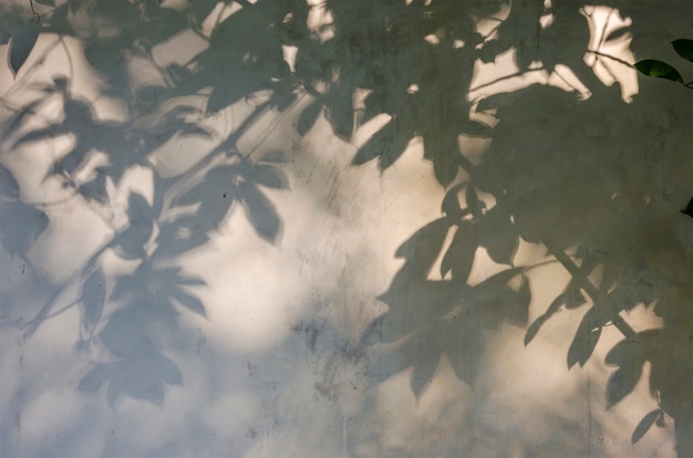 shadow of leaf on wall