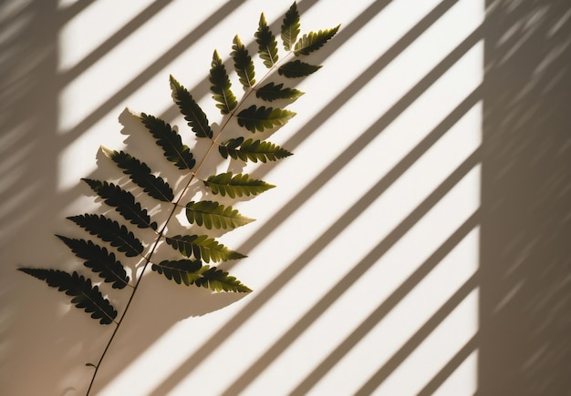 A shadow of a leaf on a white wall with the word fern on it.