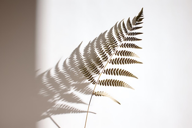 Shadow of a leatherfern leaf on a white wall