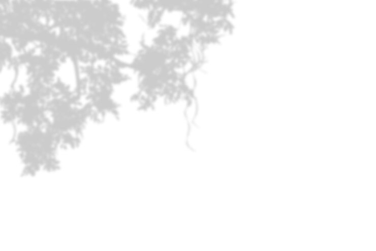 Shadow of leaves and branch on white wall background Abstract black white leaf shadows