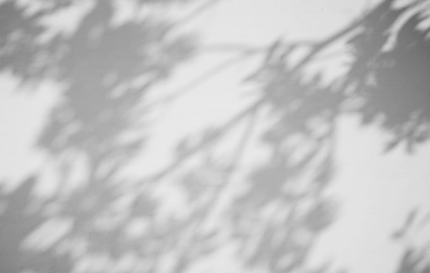 Shadow of the leaves on a white wall