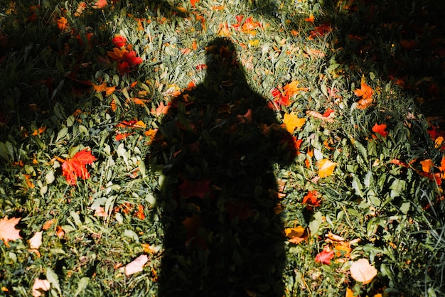 Shadow of man on green grass with fallen yellow, red, orange leaves, autumn background. Silhouette unrecognizable person on lawn on sunny day in forest. Creative autumn selfie concept