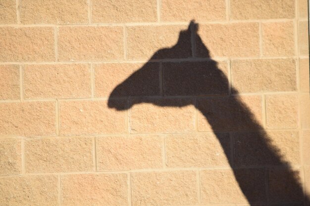 Photo shadow of man on tiled floor