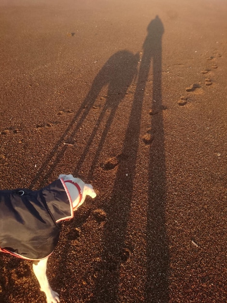 Foto ombra di un uomo con un cane in piedi sulla spiaggia