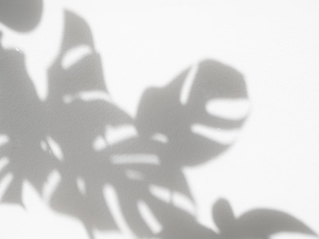 Shadow Monstera leaves houseplants for background and mock up