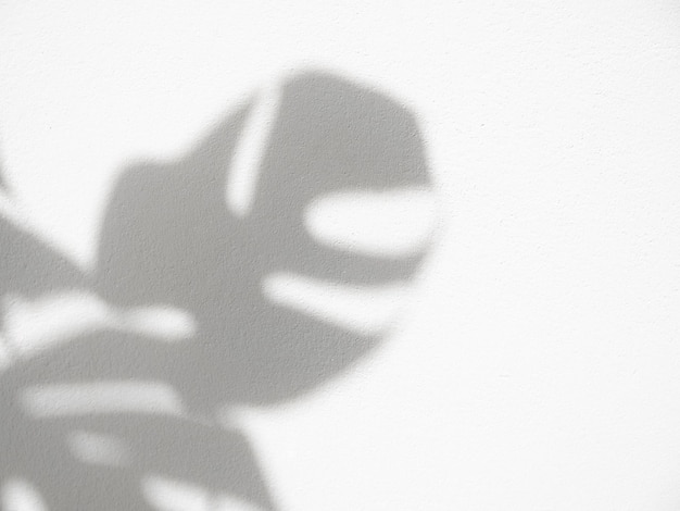 Фото shadow monstera оставляет комнатные растения для фона и макета