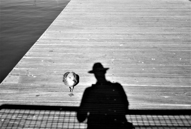 写真 埠頭の鳥による人の影