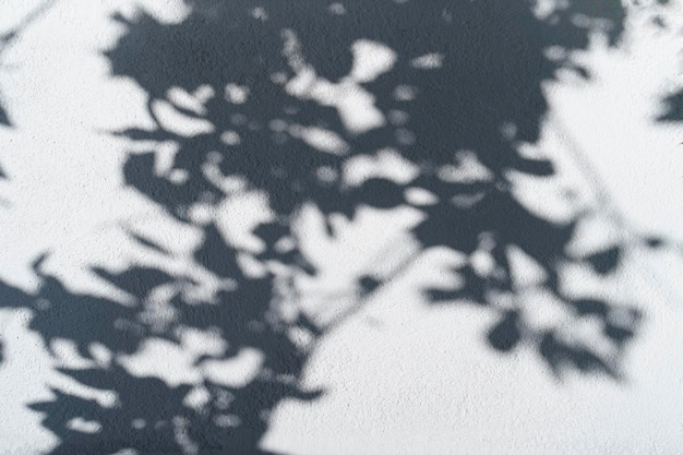 Shadow overlay effect for photo Shadows from tree leaves and tropical branches on a white wall in sunlight