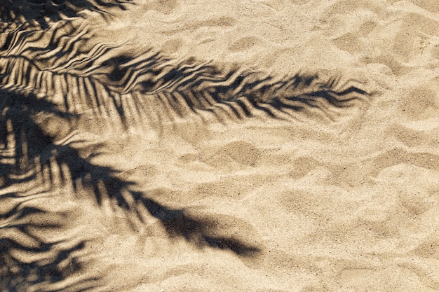 Ombra di una foglia di palma sulla sabbia in una calda giornata di sole.