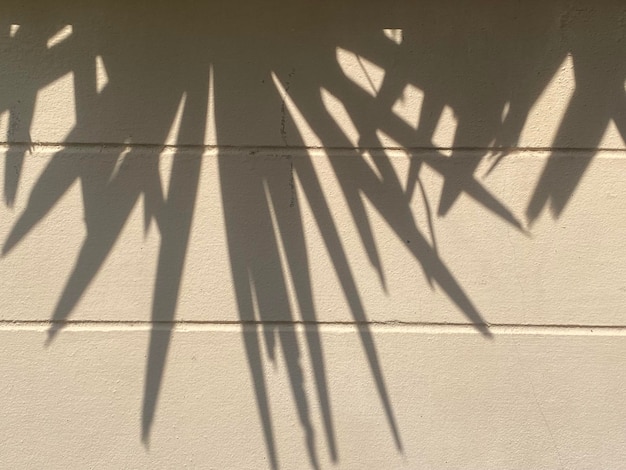 Shadow of a palm leaf on a wall