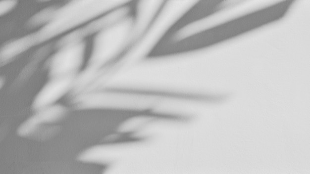 Shadow of palm leaf on white concrete wall