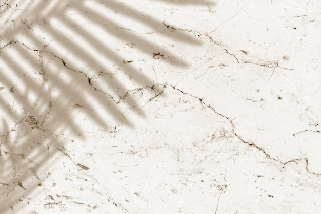 Shadow of palm leaves on marble background