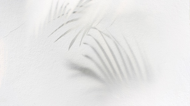 Shadow of palm leaves tree on white background