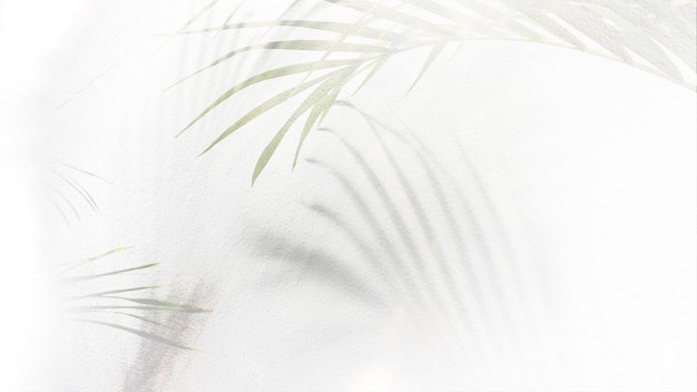 Shadow of palm leaves tree on white background