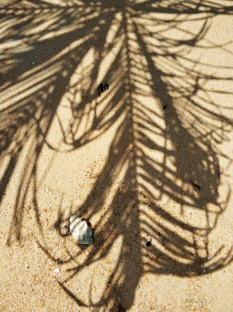 The shadow of a palm tree on the beach with a seashell.