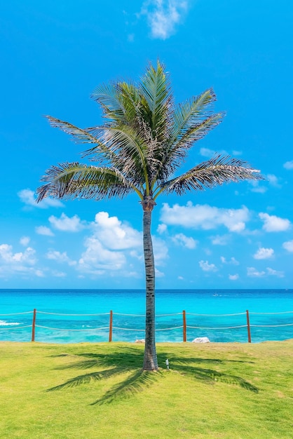 Тень пальмы на зеленой траве с забором на берегу моря против пасмурного голубого неба
