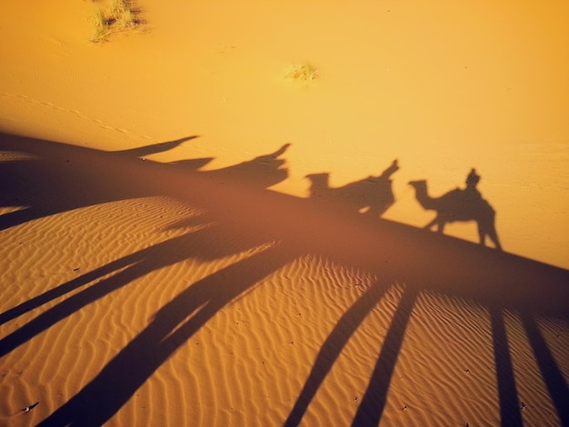 Shadow of people on camels on sand at desert