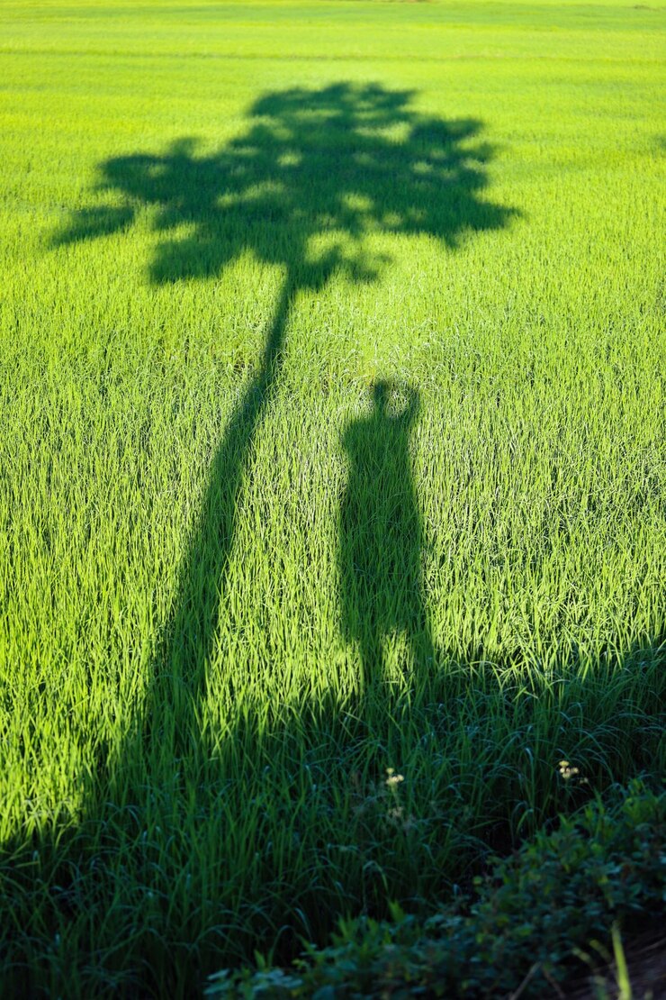 Photo 잔디에 있는 사람들의 그림자