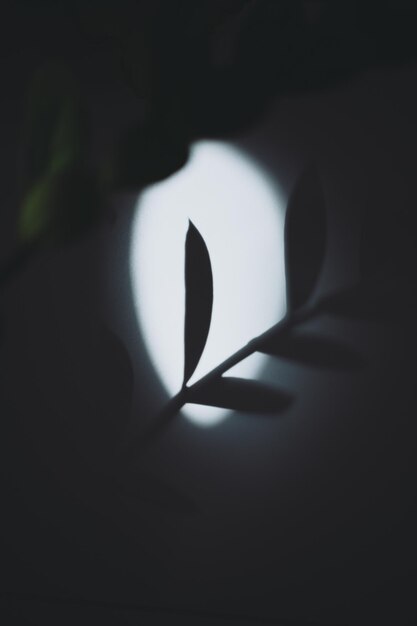 Foto ombra di una parte della pianta sulla parete