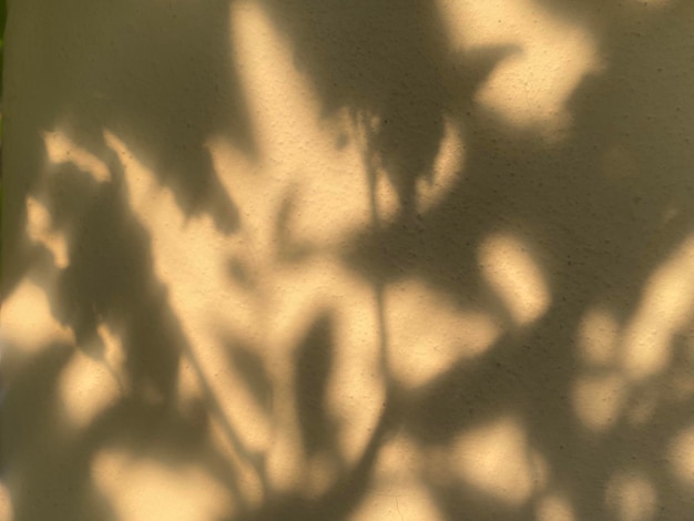 A shadow of a plant on a wall