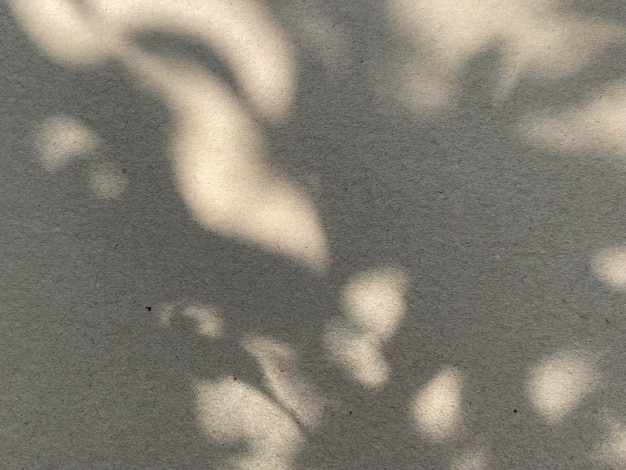 A shadow of a plant on a white background