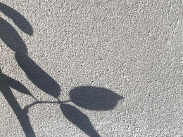 A shadow of a plant on a white wall