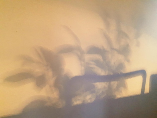 Photo shadow of plants on wall