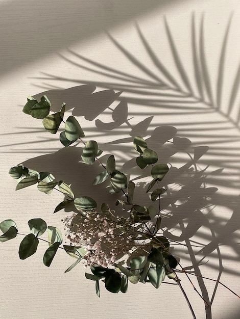 단단한 햇빛과 야자나무 잎의 흰색 질감 벽에 그림자나 실루엣이 필요합니다.