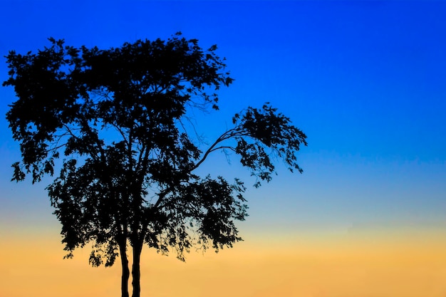 The shadow of a tree against a blue sky