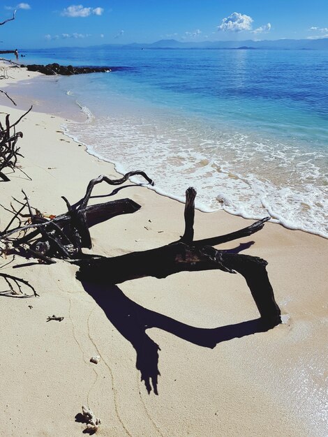 Photo shadow of tree on beach