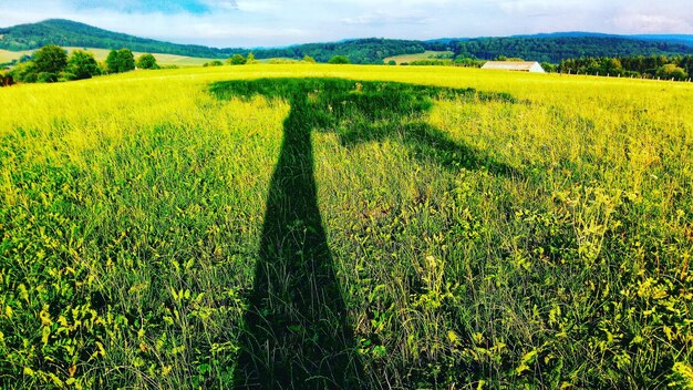 Shadow of tree on field