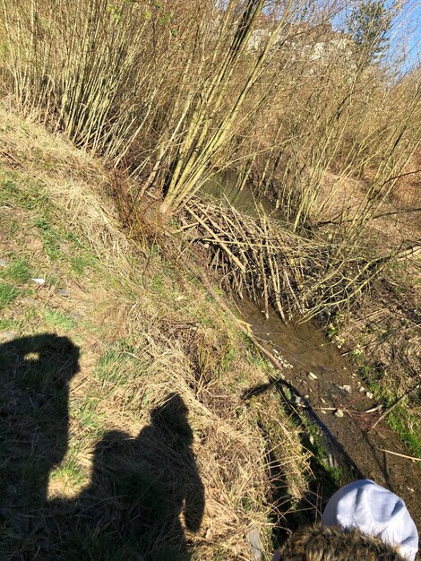 Shadow of tree on field