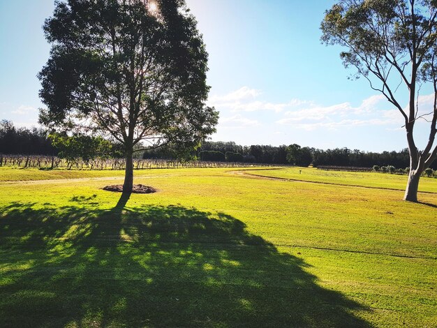 Shadow of tree on field