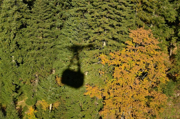 Shadow of tree in forest