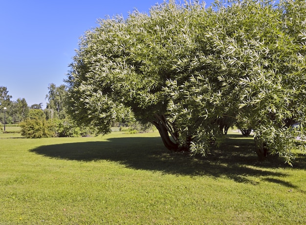 Photo shadow tree in the park of the central siberian botanical garden in the novosibirsk akademgorodok