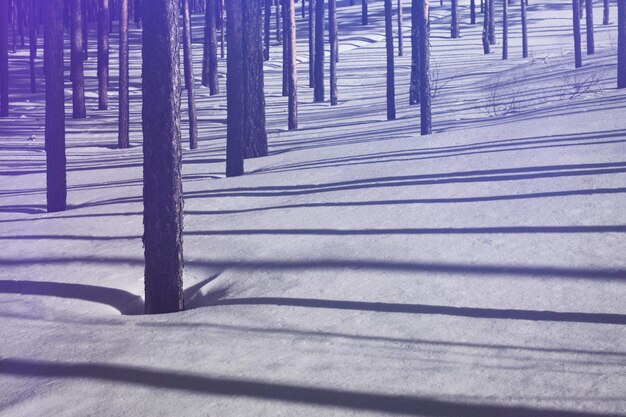 Shadow of tree on snow covered field