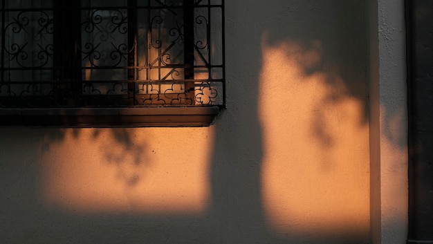 Photo shadow of a tree at sunset