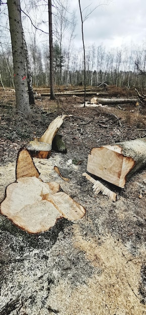 Foto ombra di tronco di albero sul campo