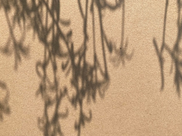 Shadow of a tree on a wall