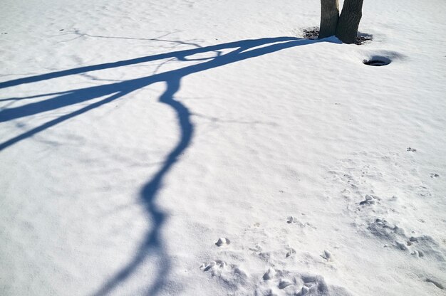 白い雪の春の日の木の影