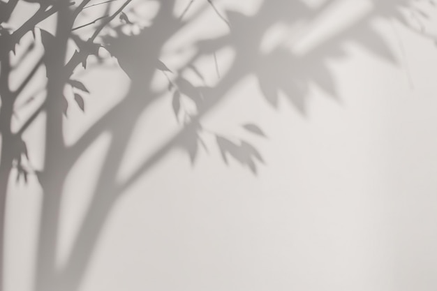 Photo a shadow of a tree on a white wall